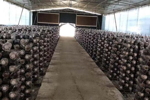 福建省永春食用菌現代農業