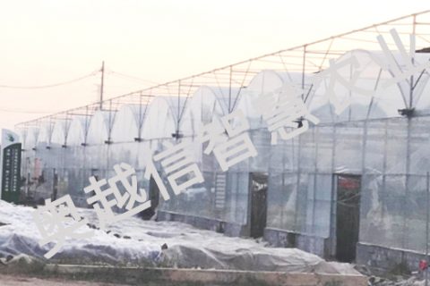 江蘇宿遷沭陽縣現代花卉種植示范基地