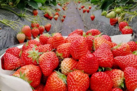 ?山西太原清徐柳杜鄉草莓種植農業物聯網示范基地