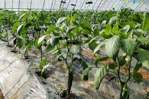 延安市安塞區生態農業示范園